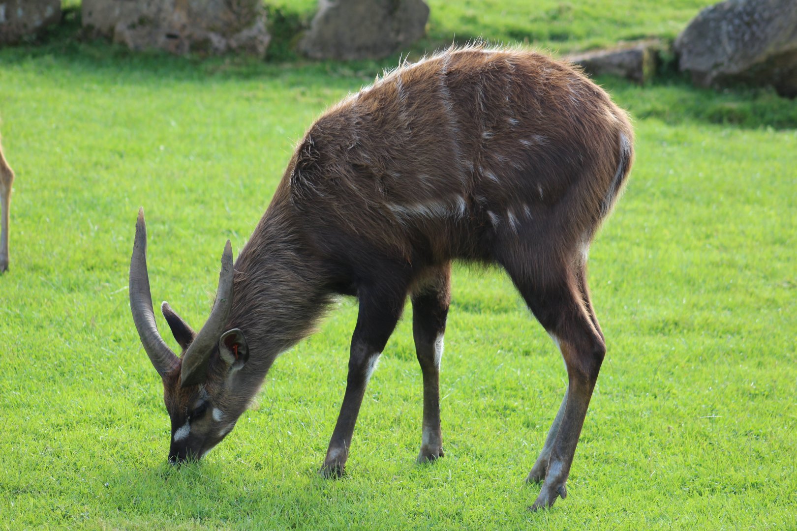 Western Sitatunga