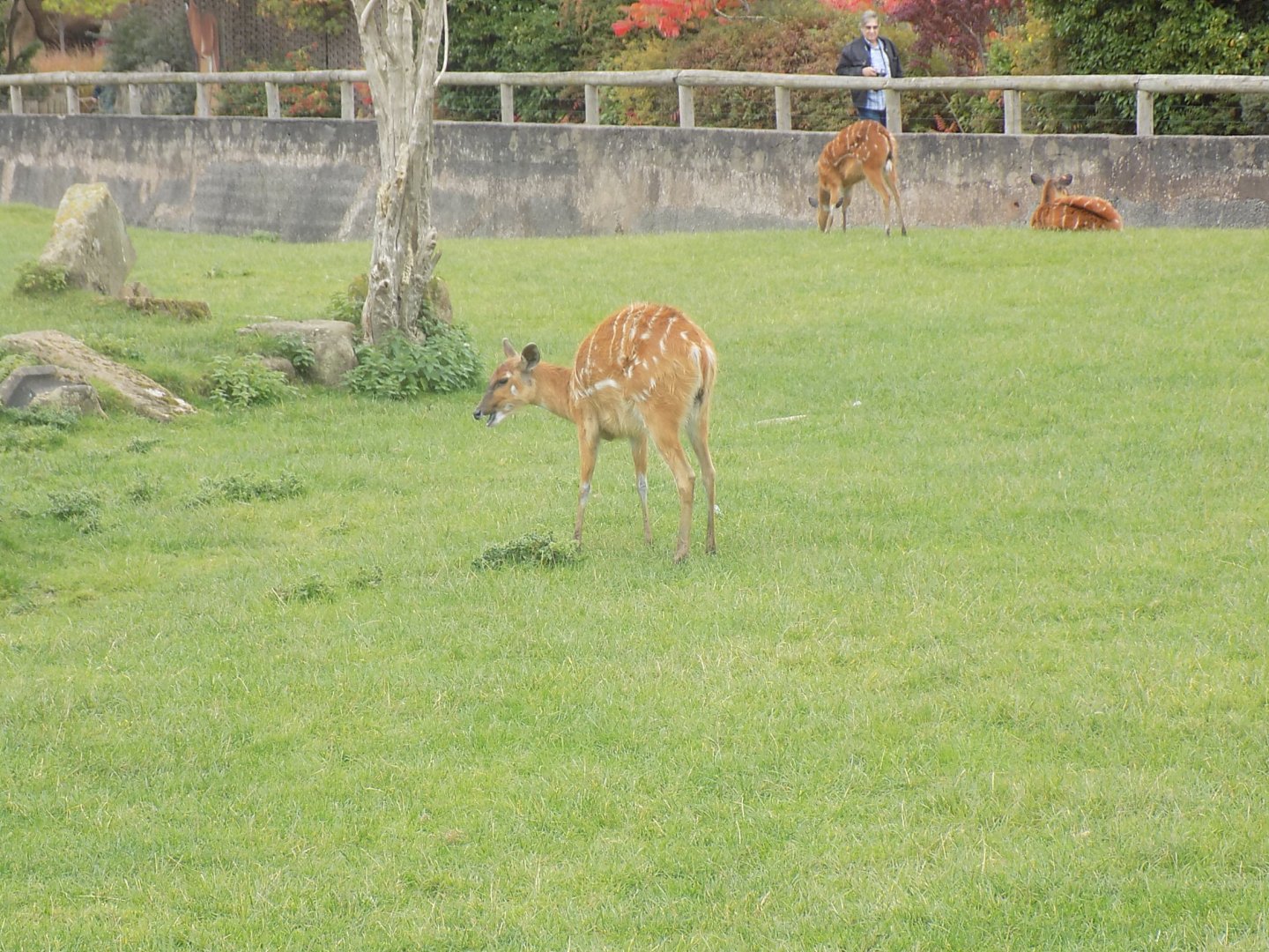 Western Sitatunga
