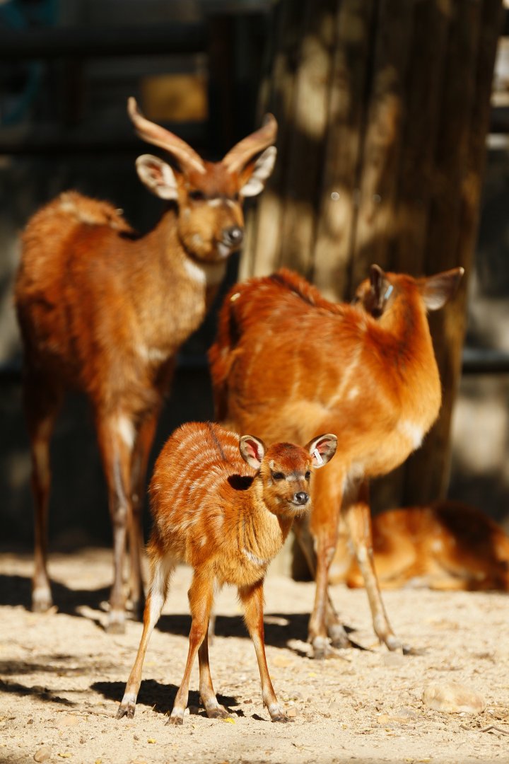 Western sitatunga