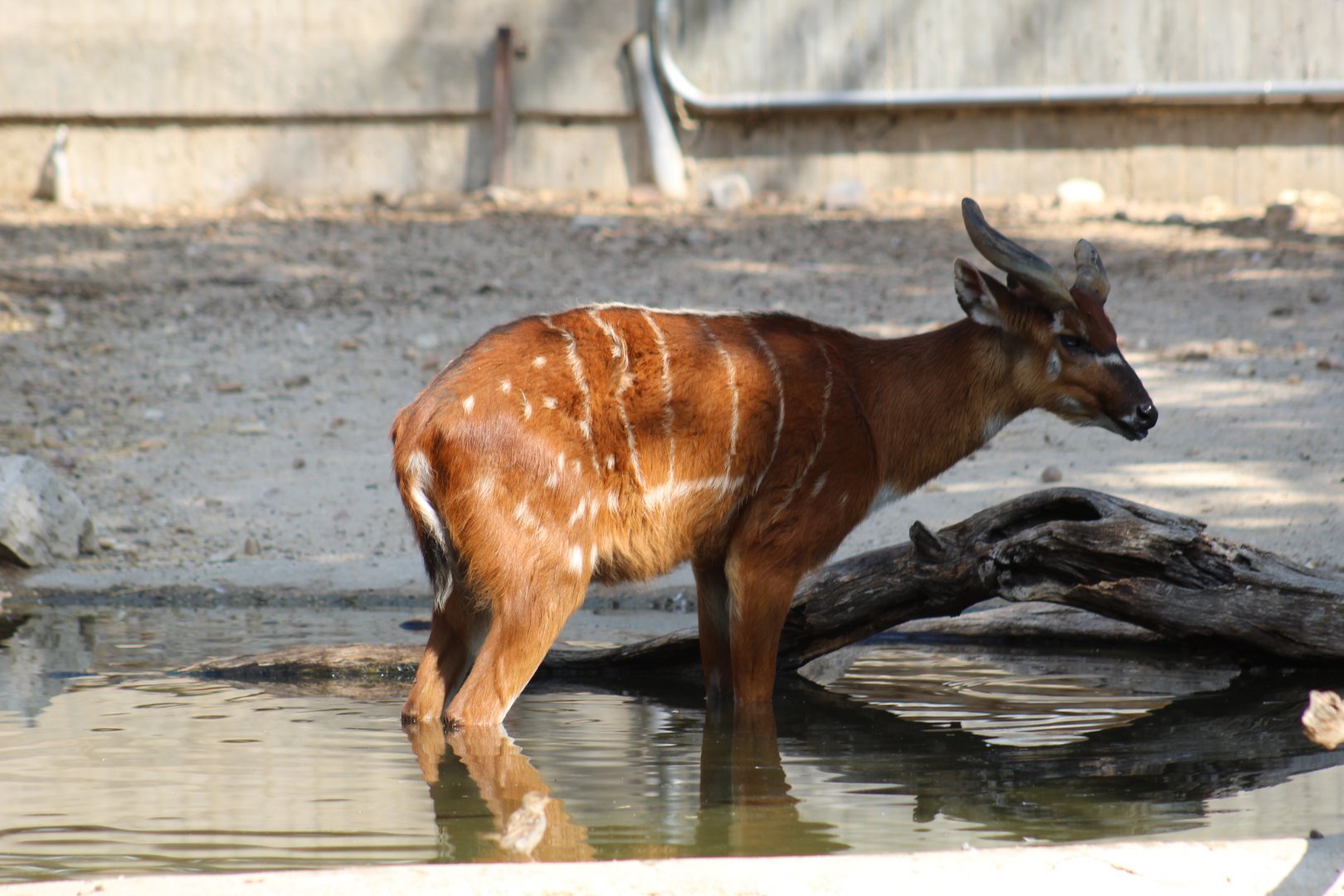 Western Sitatunga