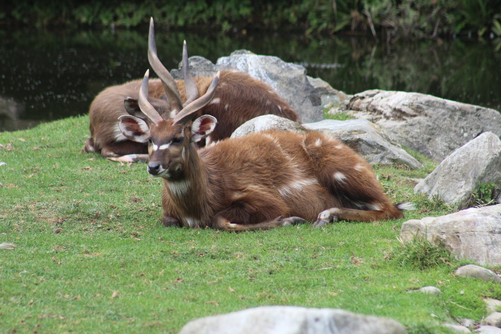 Western Sitatunga