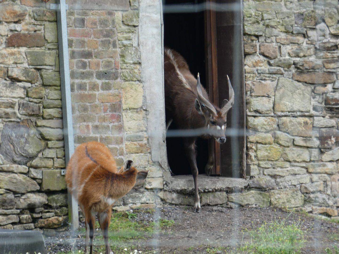 Western Sitatunga