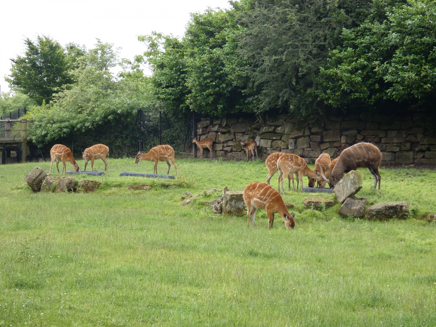 Western sitatunga