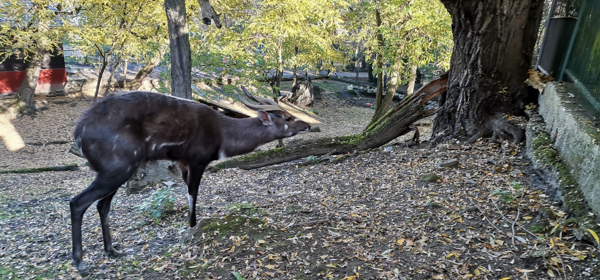 Western Sitatunga