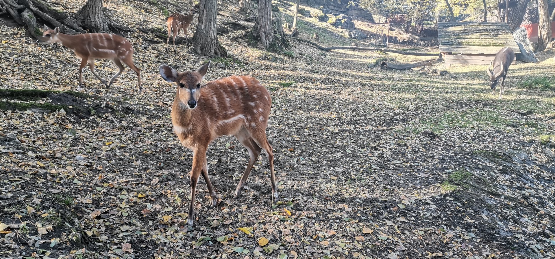 Western Sitatunga