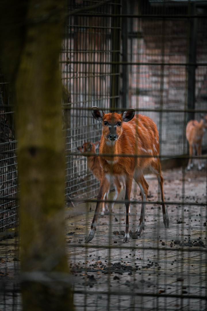 Western Sitatunga