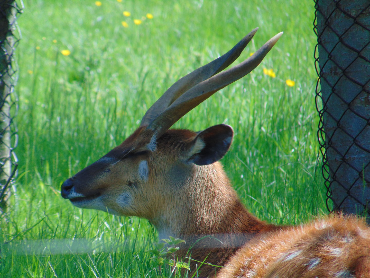 Western Sitatunga