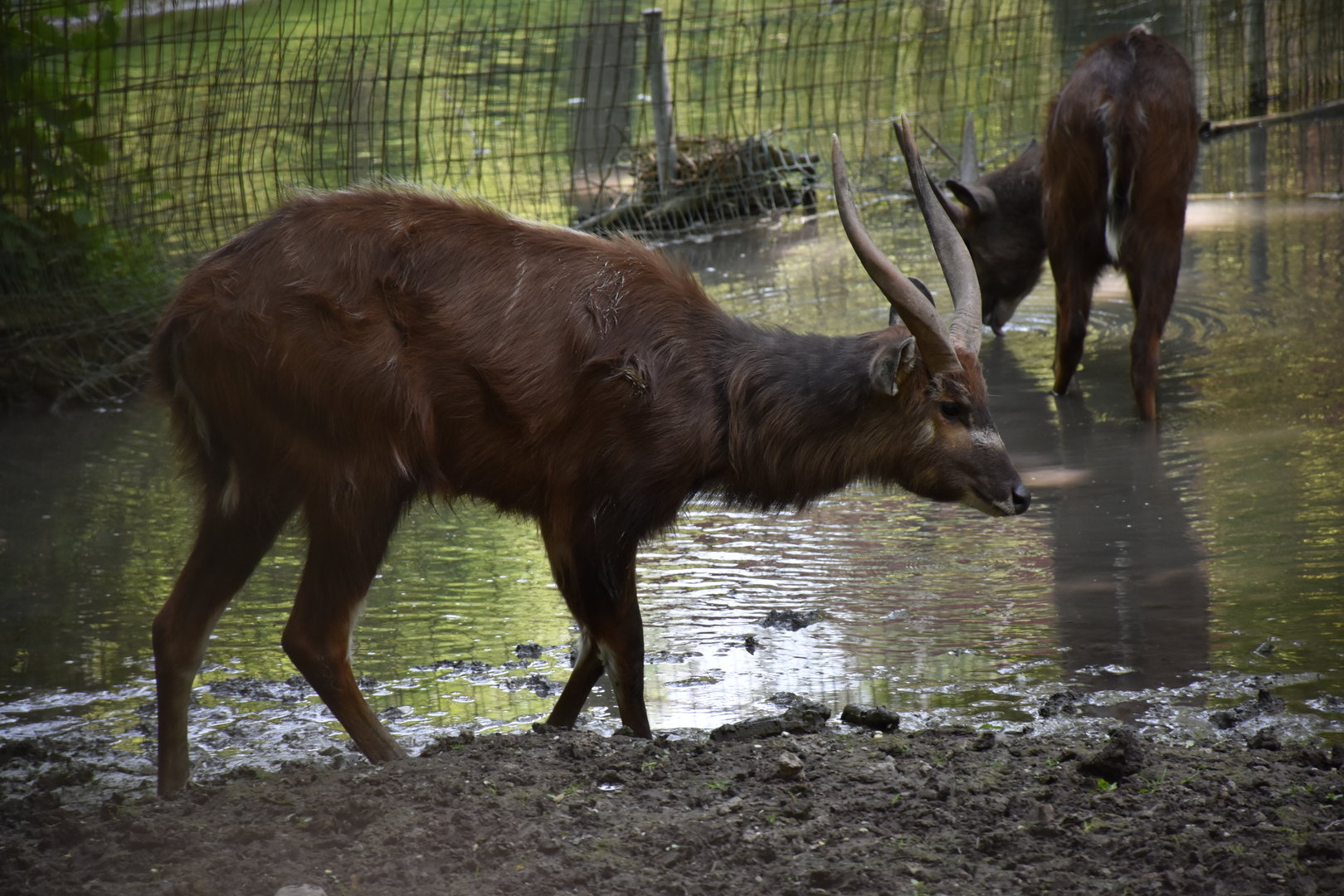Western sitatunga
