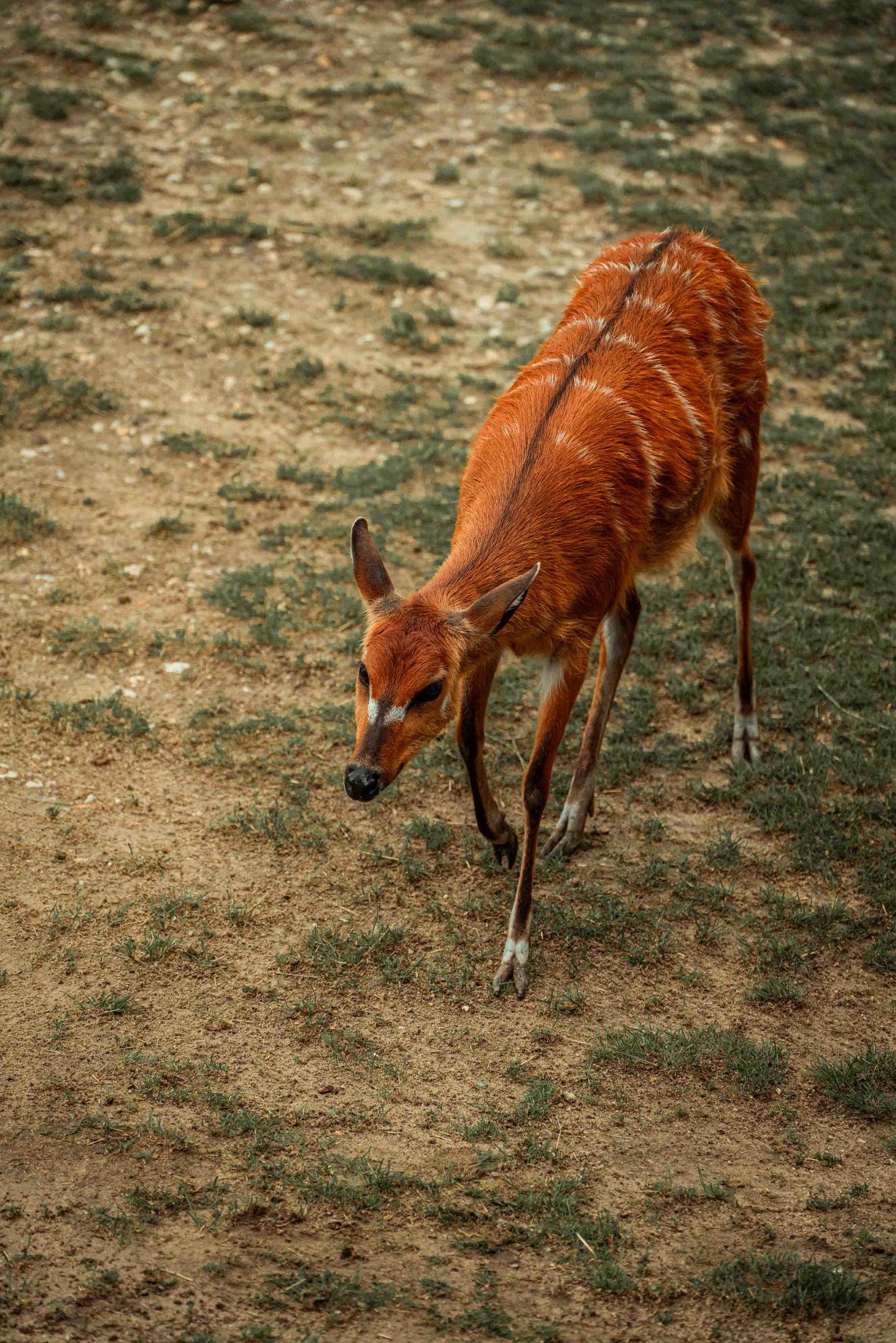 Western Sitatunga