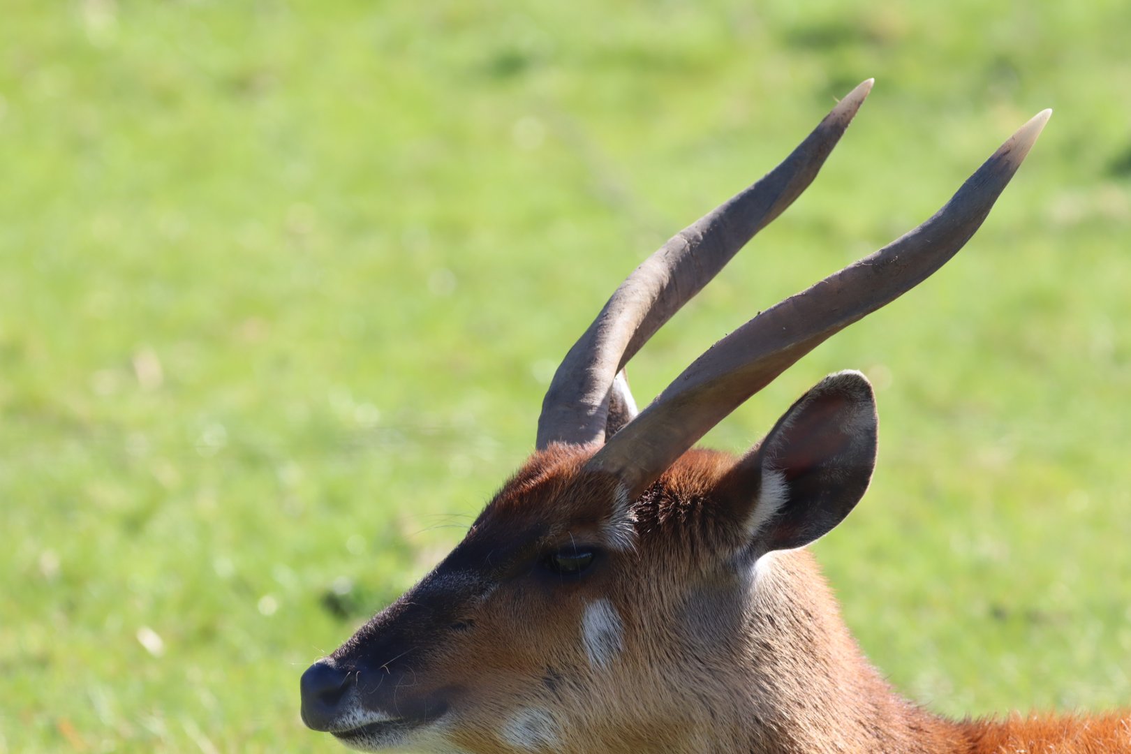 Western Sitatunga