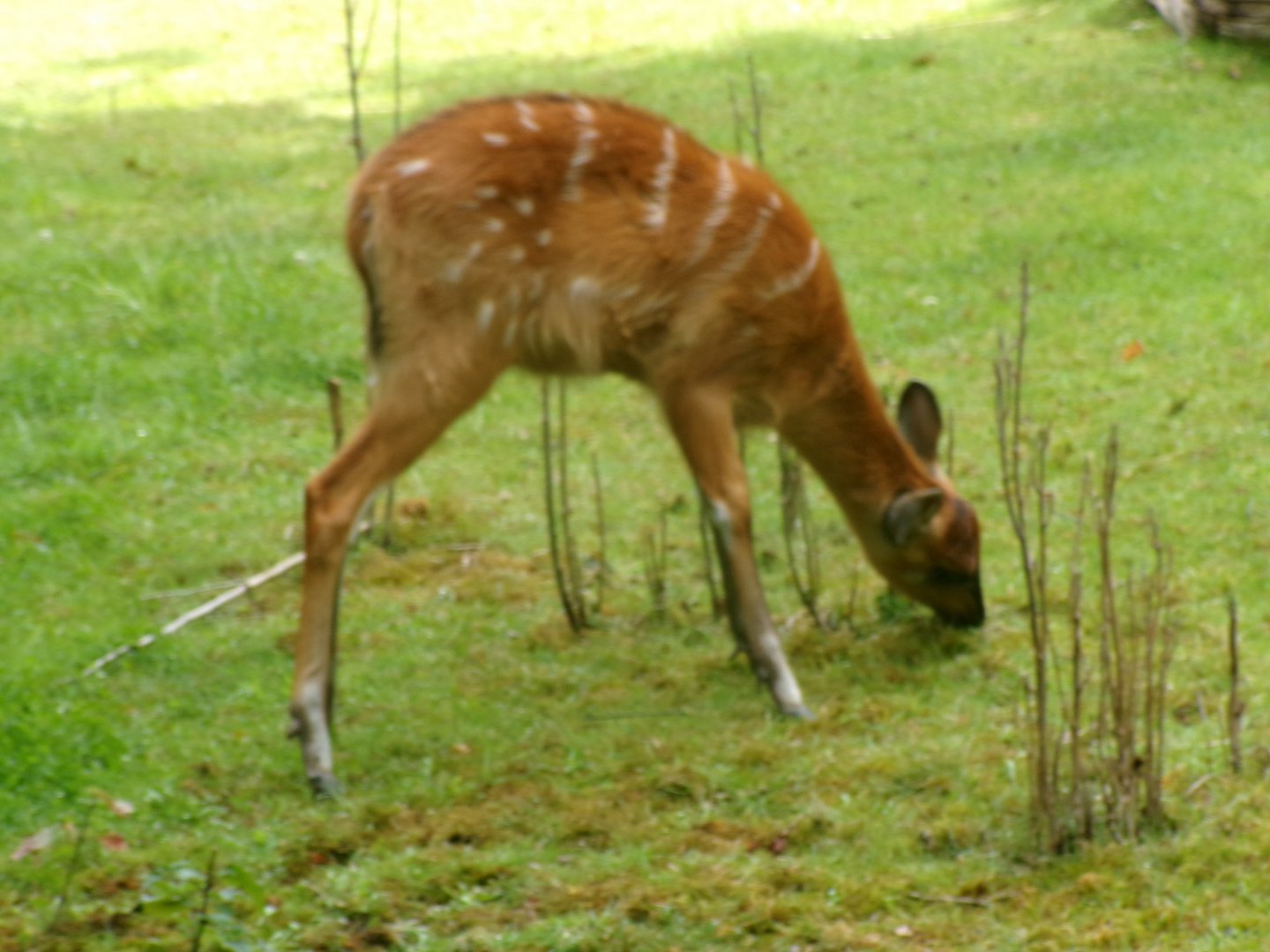 Western sitatunga