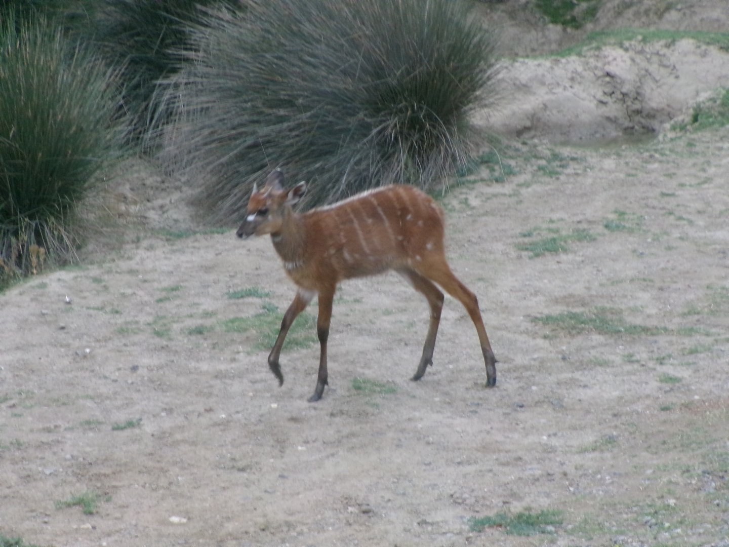 Western sitatunga