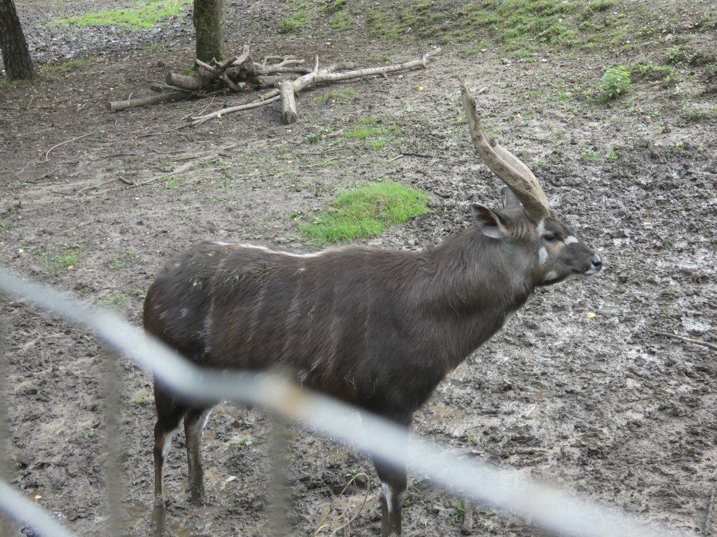 Western sitatunga