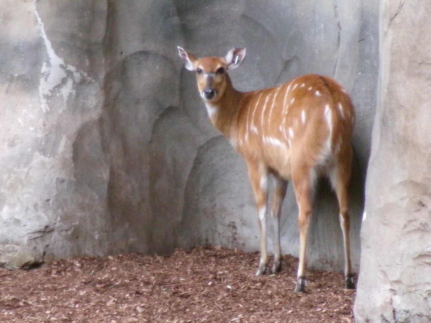 Western sitatunga