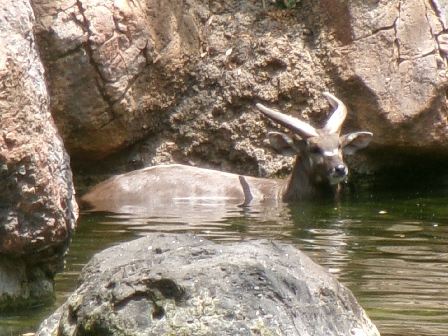 Western sitatunga