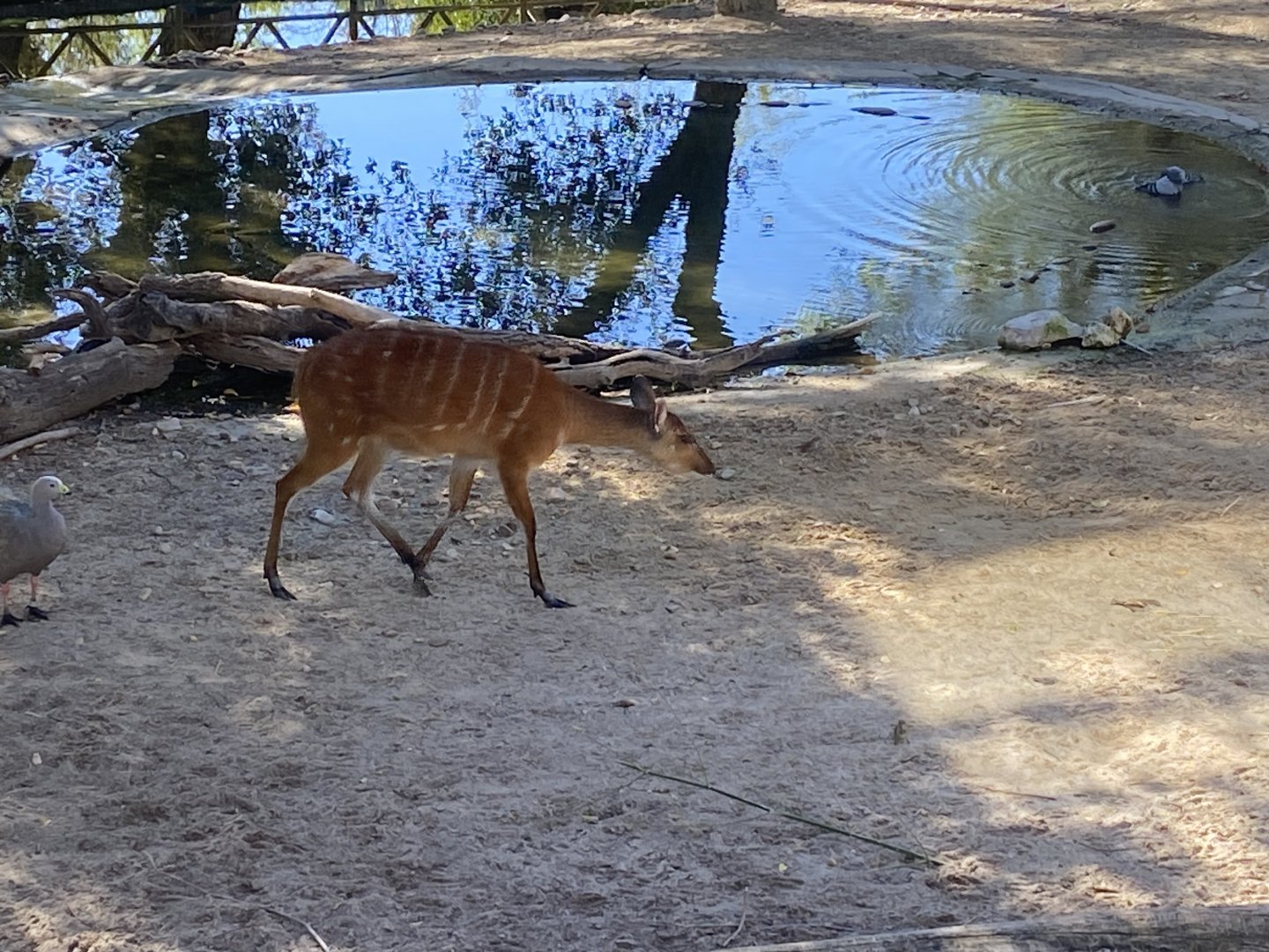 Western sitatunga