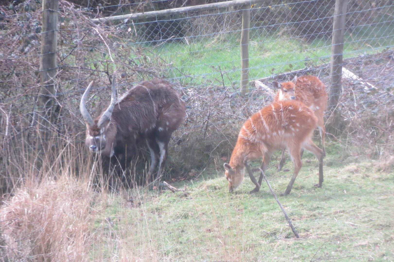 Western sitatungas 040319