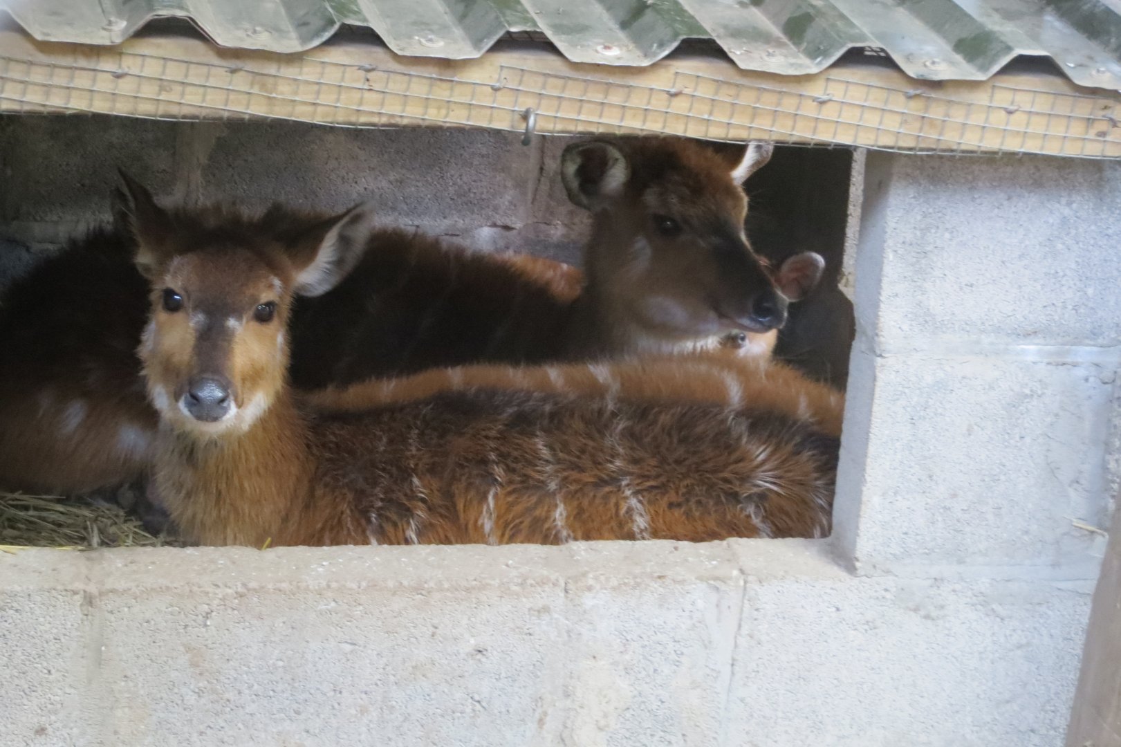 Western sitatungas 040319