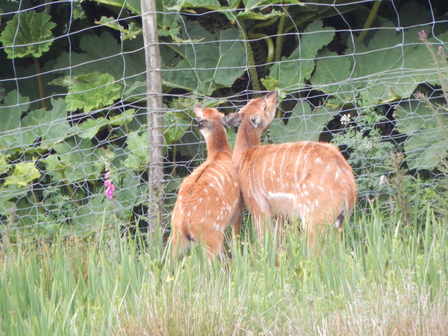 Western sitatungas 050625