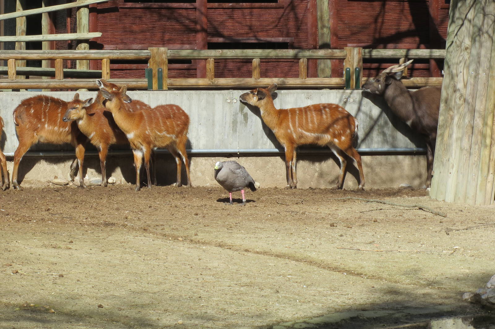 Western Sitatungas and Cape Barren Goose 150216