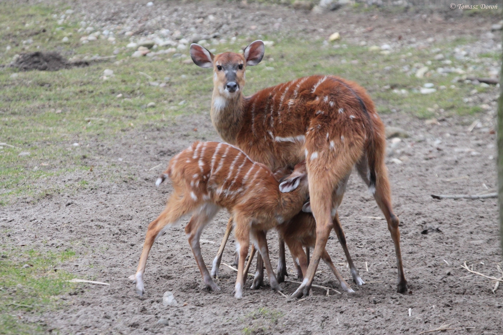 Western Sitatungas (Tragelaphus spekei gratus)