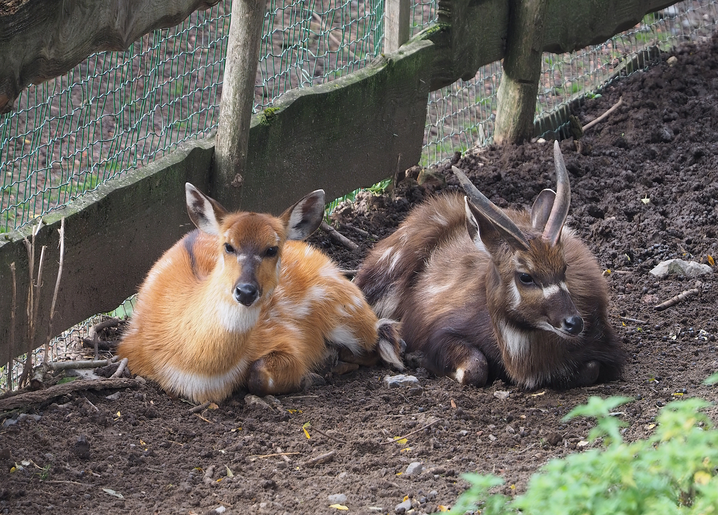 Western sitatungas (Tragelaphus spekii gratus), 2023-10-13
