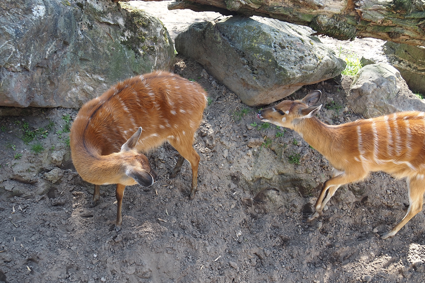 Western sitatungas (Tragelaphus spekii gratus), 2025-04-30