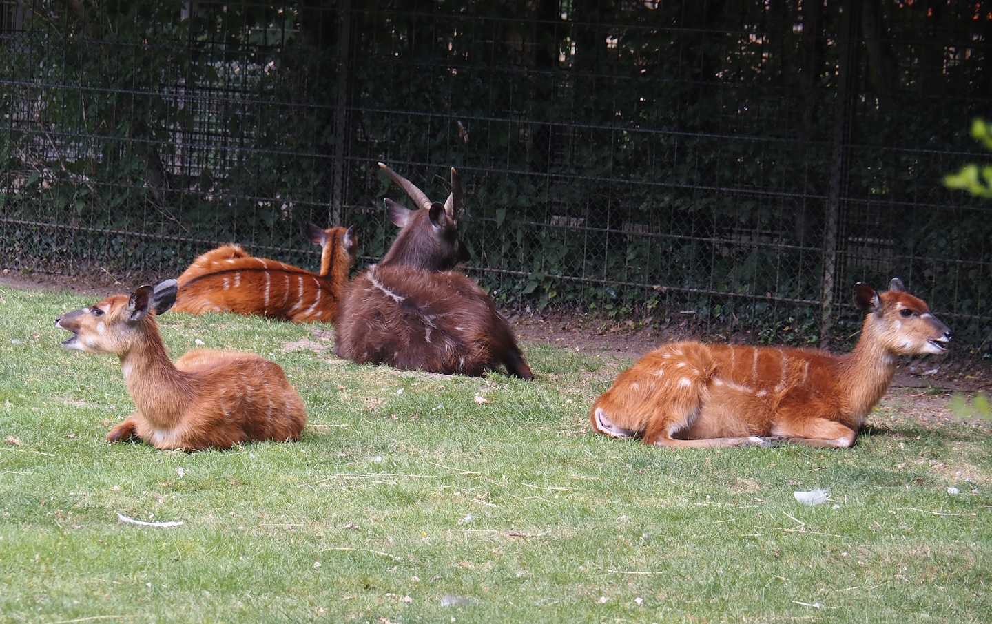 Western sitatungas (Tragelaphus spekii gratus), 2025-05-22