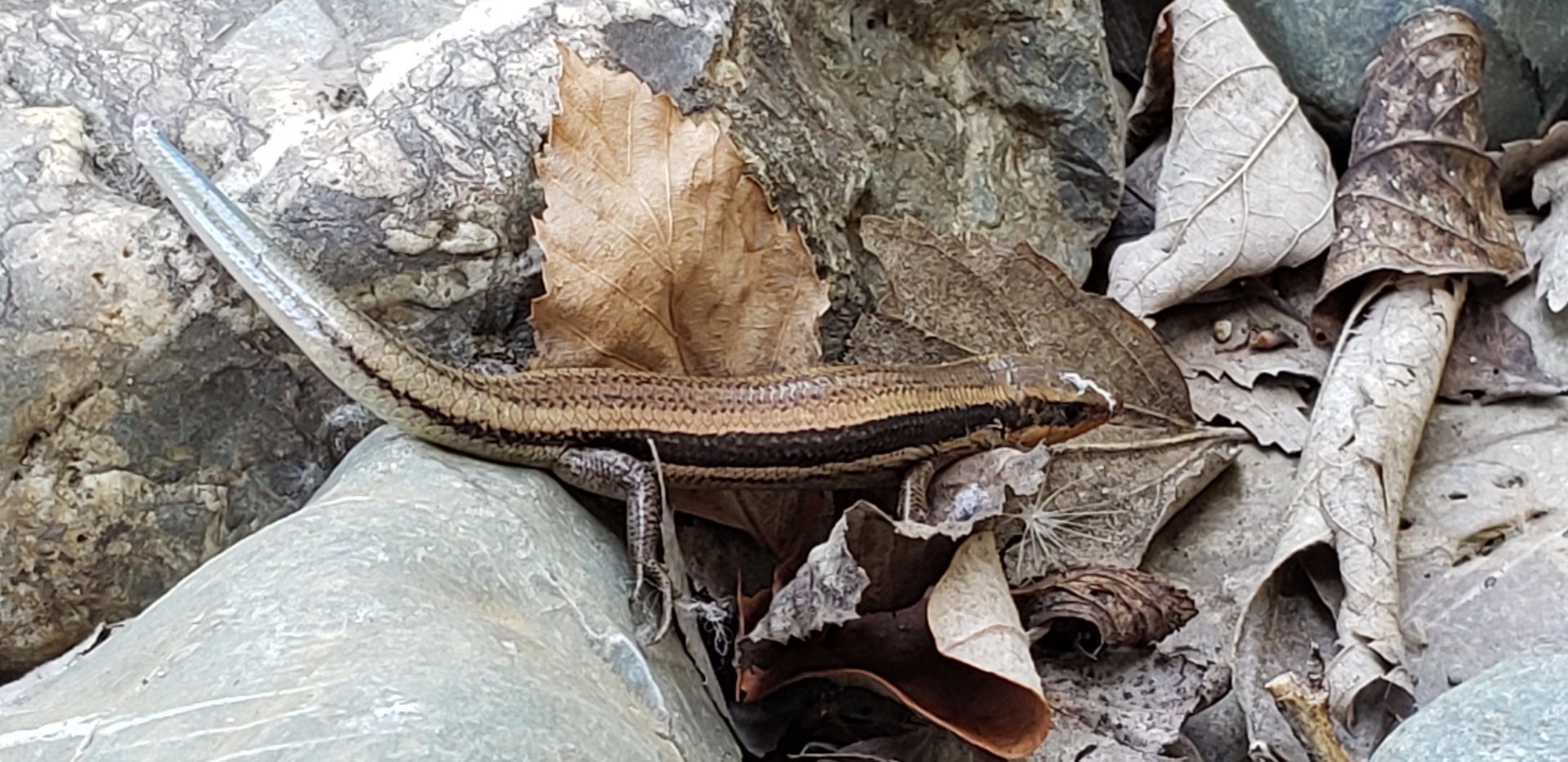 Western Skink