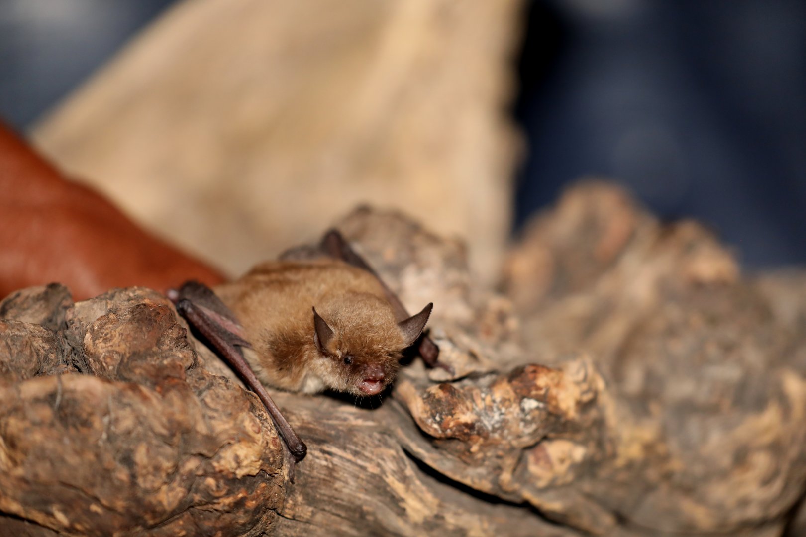 Western Small-footed Myotis (Myotis ciliolabrum)