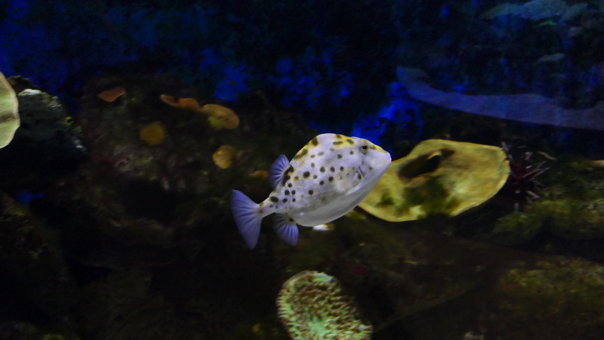 Western Smooth Boxfish (Anoplocapros amygdaloides) - Dolphin Discovery Centre, Bunbury