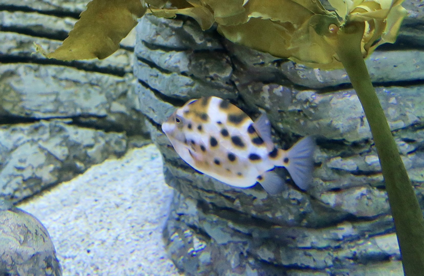 Western Smooth Boxfish (Anoplocapros amygdaloides)