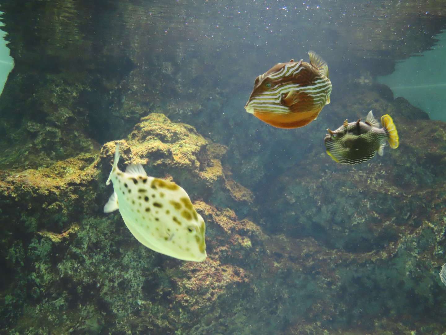 Western smooth boxfish with both Aracana sp.