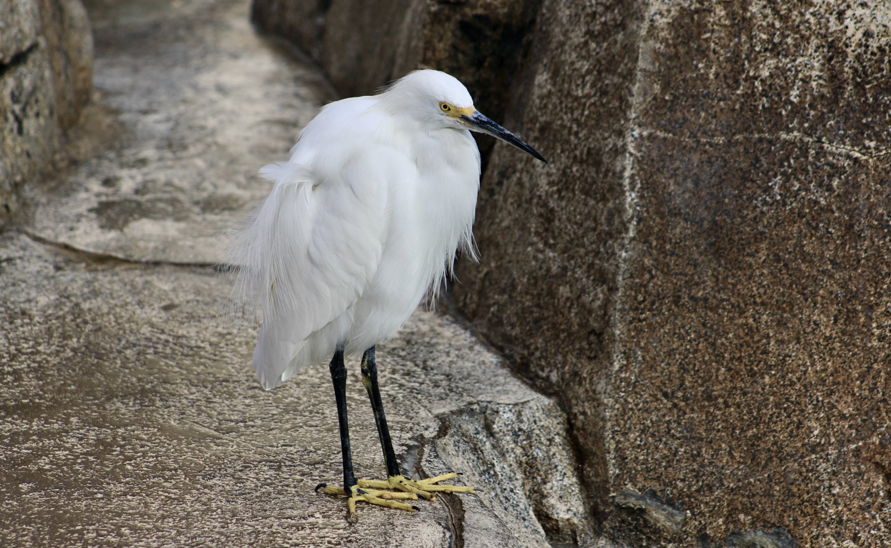 Western Snowy Egret (Egretta thula brewsteri) - wild