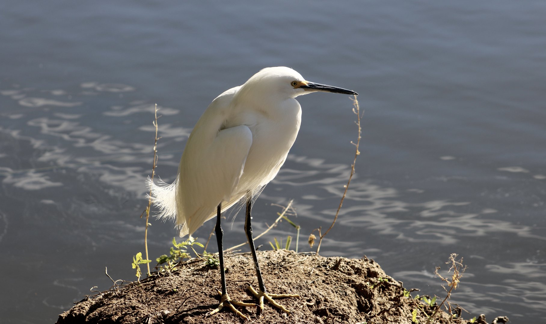 Western Snowy Egret (Egretta thula brewsteri) wild