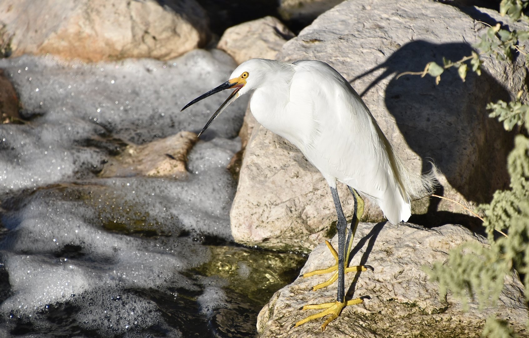 Western Snowy Egret (Egretta thula brewsteri)