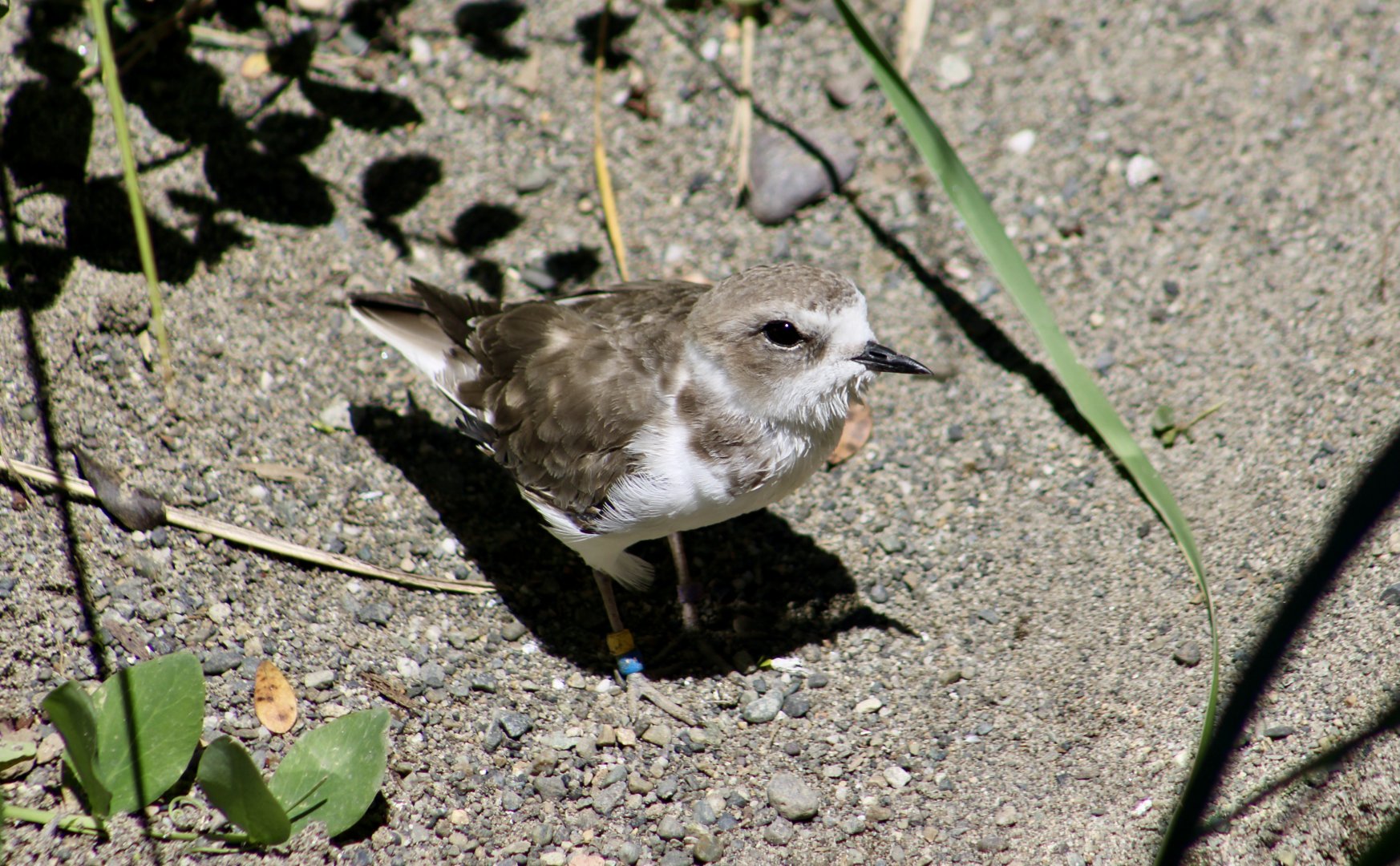Western Snowy Plover (Anarhynchus nivosus nivosus)