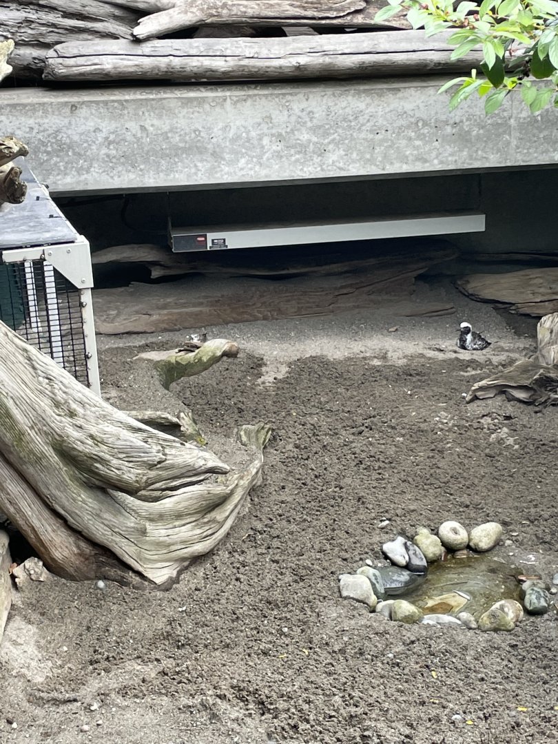 Western Snowy Plover and Black-Bellied Plover