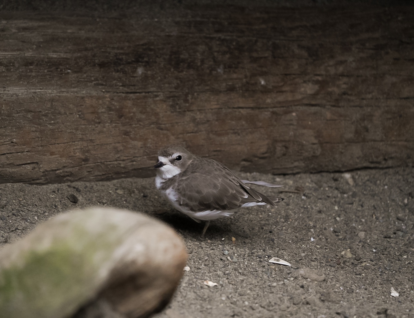 Western Snowy Plover