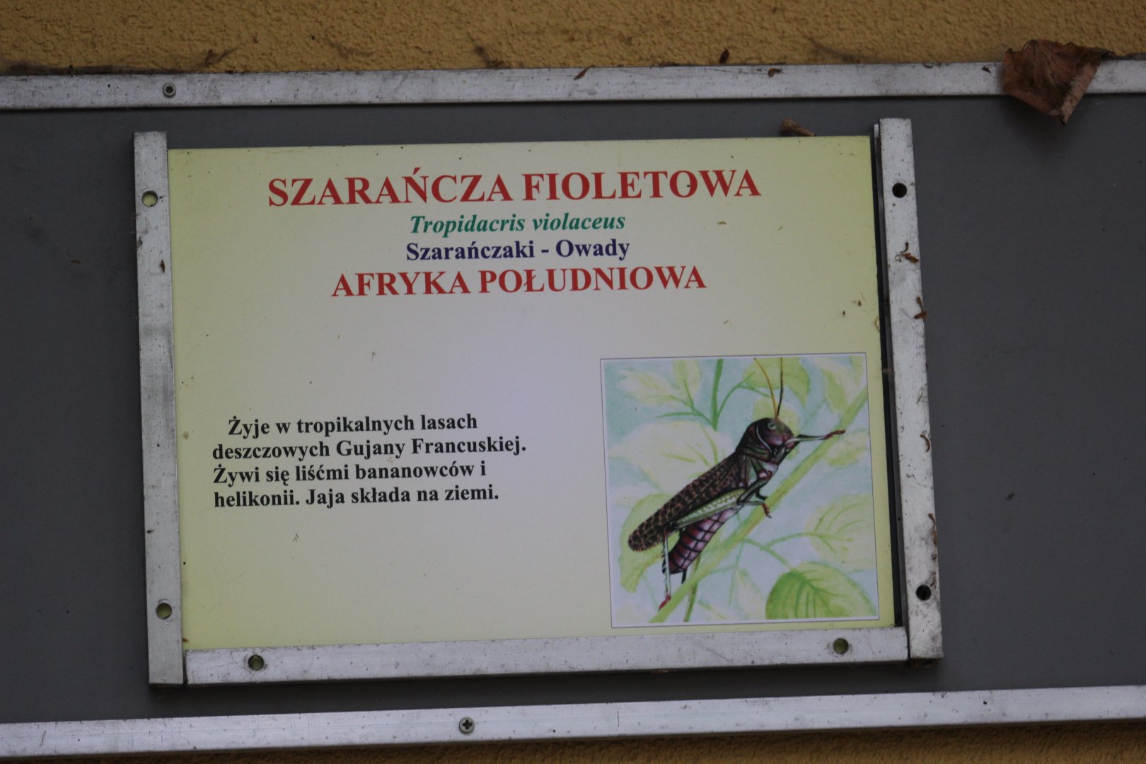 Western South American Giant Grasshopper