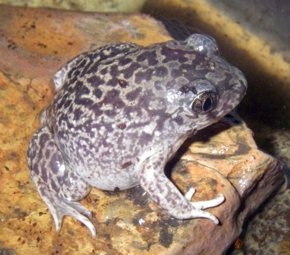 Western Spadefoot (Pelobates cultripes)