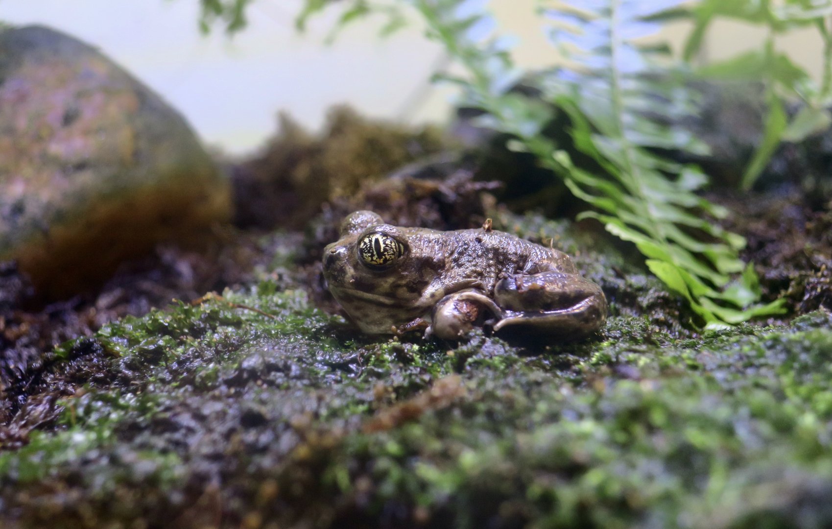 Western Spadefoot (Spea hammondii)