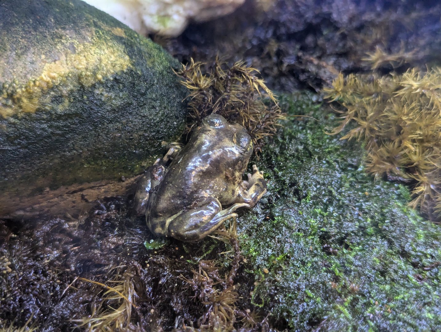 Western Spadefoot