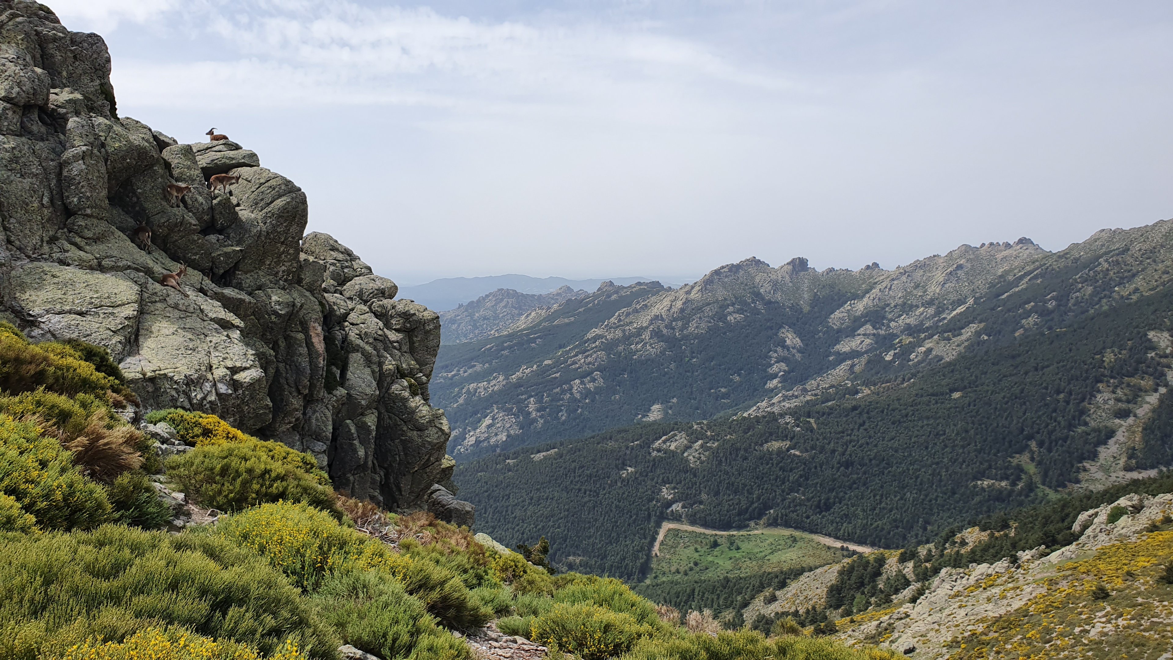 Western Spanish Ibex, Sierra de Guadarrama NP, 21st May 2022