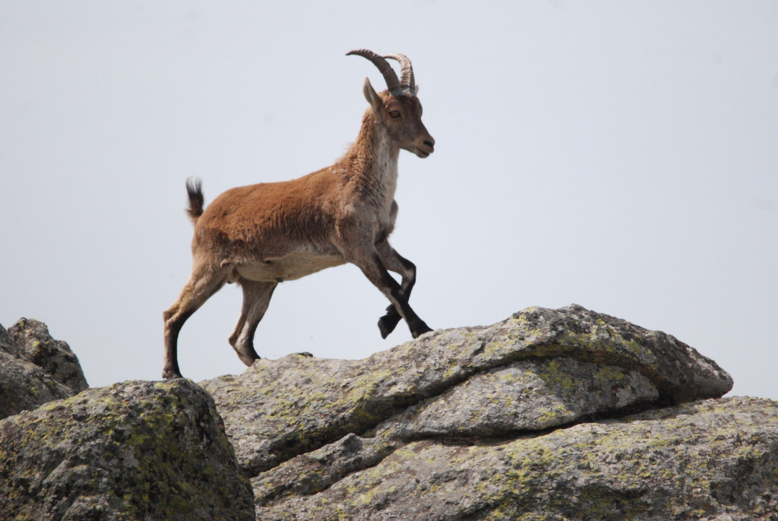 Western Spanish Ibex, Sierra de Guadarrama NP, 21st May 2022