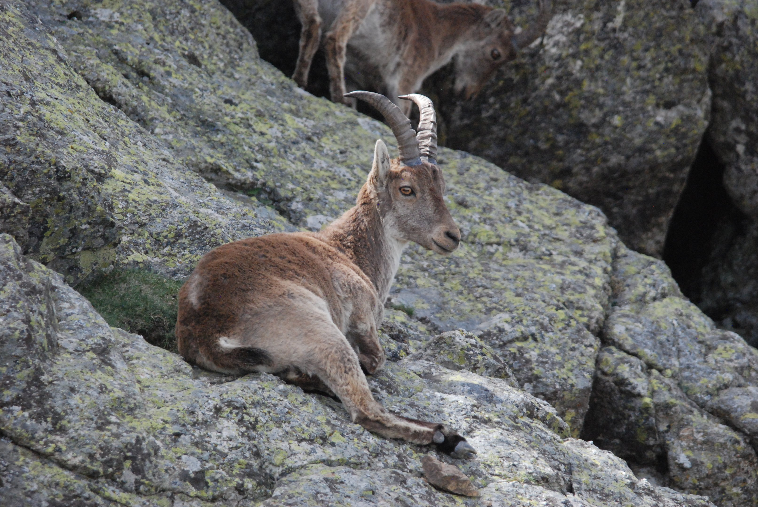 Western Spanish Ibex, Sierra de Guadarrama NP, 21st May 2022