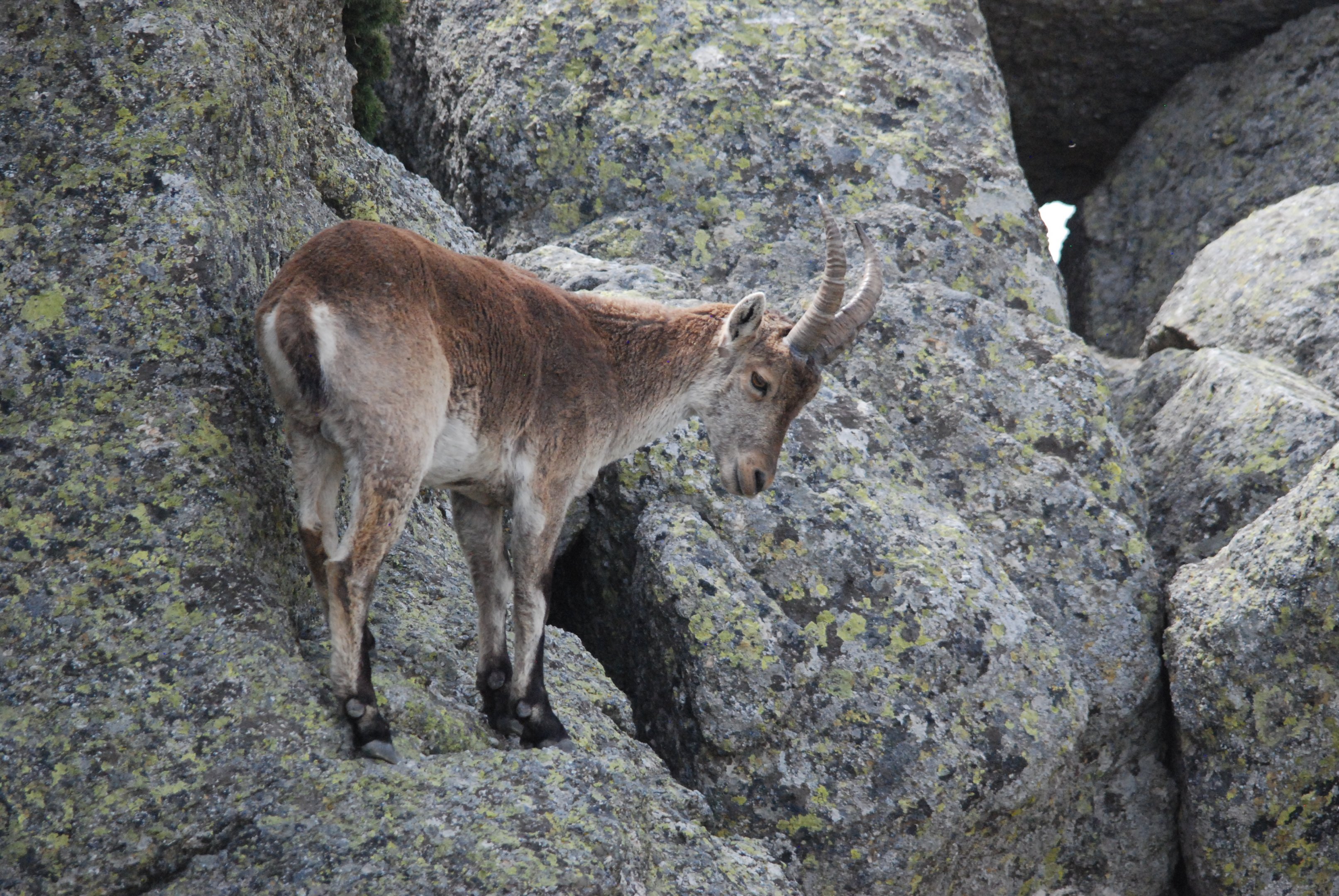 Western Spanish Ibex, Sierra de Guadarrama NP, 21st May 2022