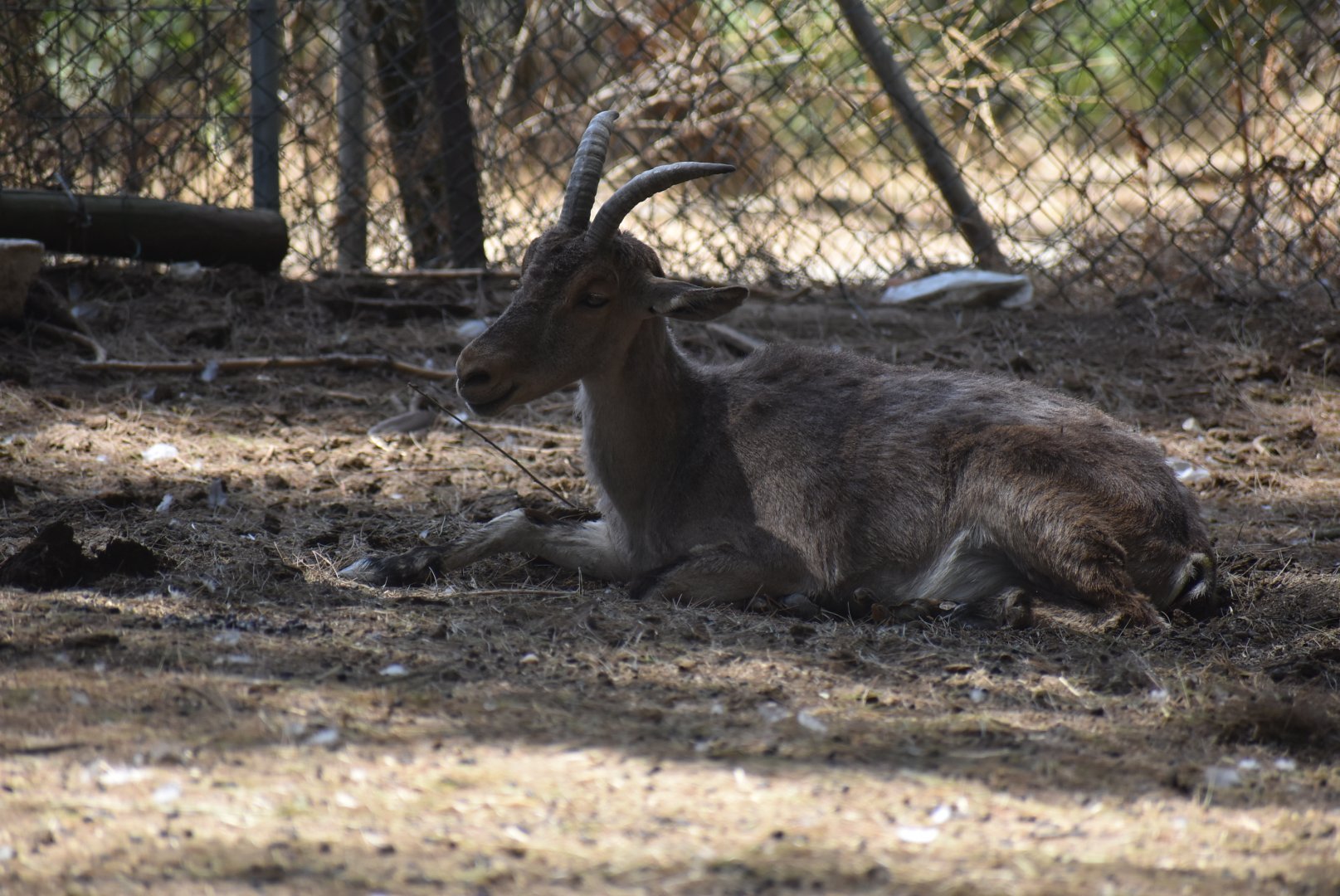 Western Spanish ibex