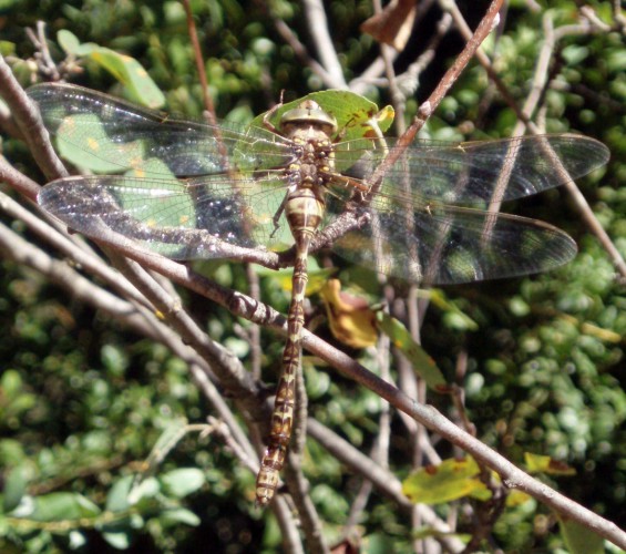 Western Spectre (Boyeria irene)