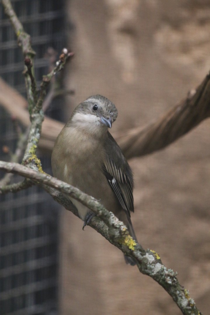 Western spindalis (Spindalis zena pretrei)